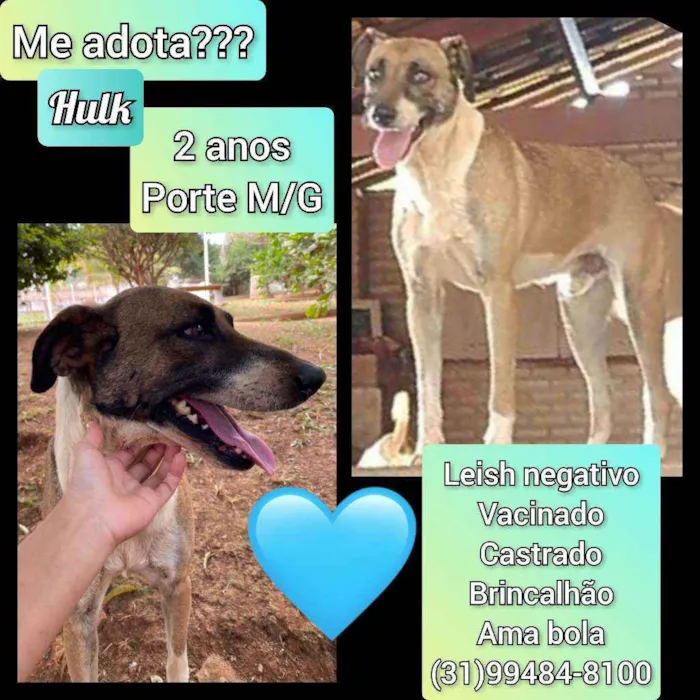 Cachorro raça SRD idade 2 anos nome Hulk