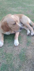 Snoopy