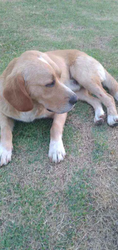 Cachorro ra a Mestiço de Beagle idade 4 anos nome Snoopy