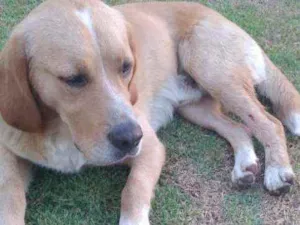 Cachorro raça Mestiço de Beagle idade 4 anos nome Snoopy