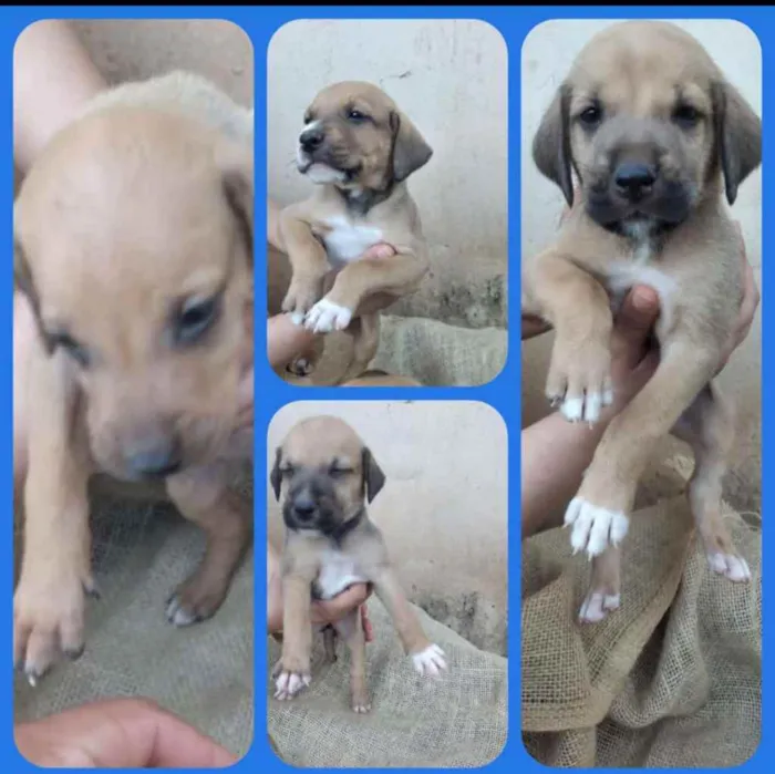 Cachorro ra a SRD idade Abaixo de 2 meses nome Ainda não tem nomes