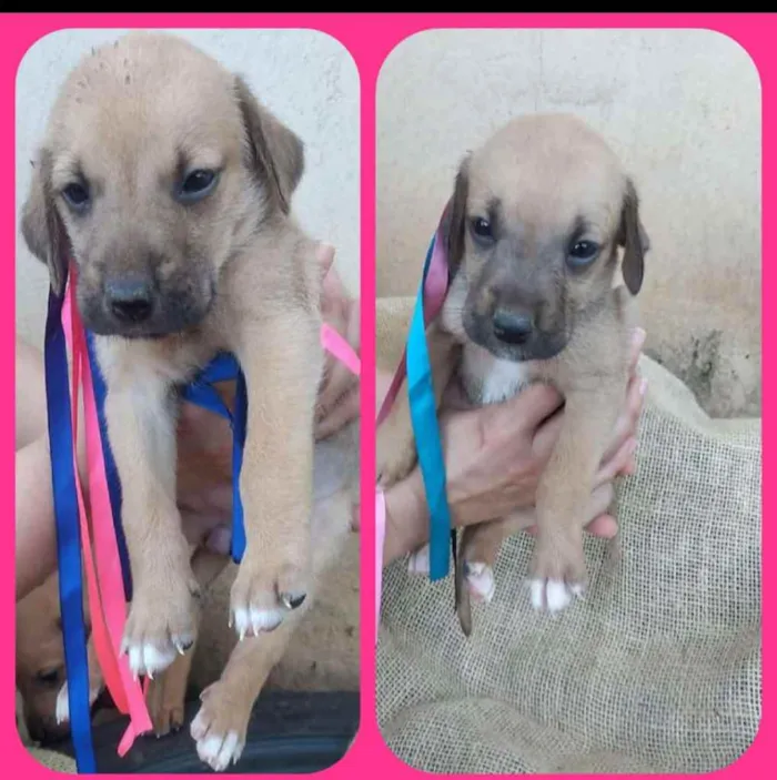 Cachorro ra a SRD idade Abaixo de 2 meses nome Ainda não tem nomes