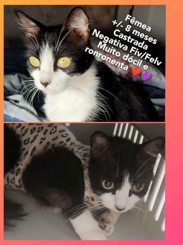 Gato ra a SRD idade 7 a 11 meses nome Penélope