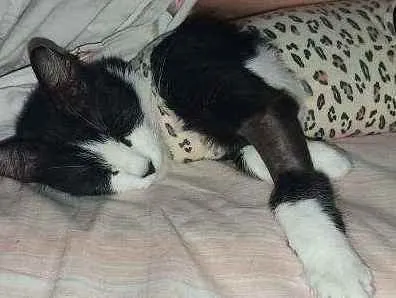 Gato ra a SRD idade 7 a 11 meses nome Penélope