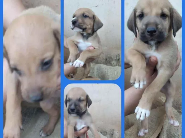 Cachorro ra a SRD idade Abaixo de 2 meses nome Ainda não tem nomes