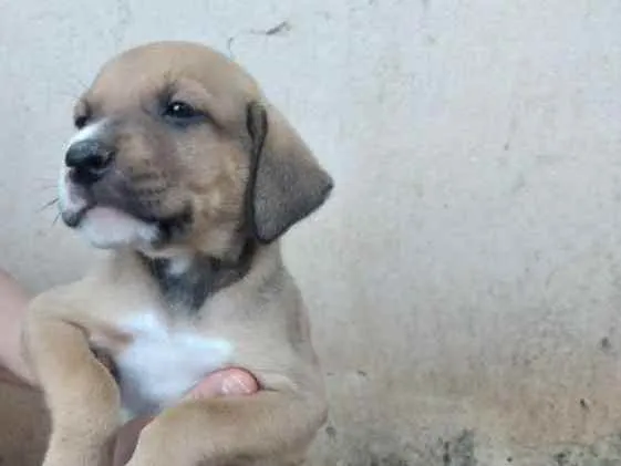 Cachorro ra a SRD idade Abaixo de 2 meses nome Ainda não tem nomes