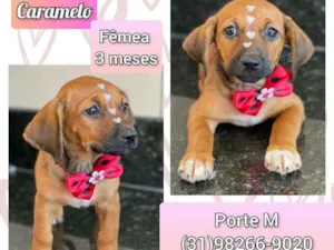 Cachorro raça SRD idade 2 a 6 meses nome Caramelo