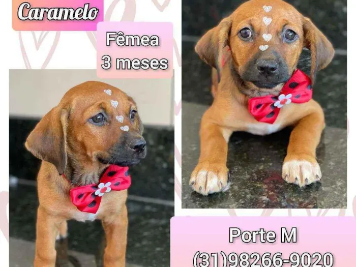 Cachorro ra a SRD idade 2 a 6 meses nome Caramelo