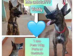 Cachorro raça SRD idade 1 ano nome Toddy