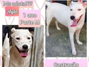 Cachorro raça SRD idade 1 ano nome Ayla
