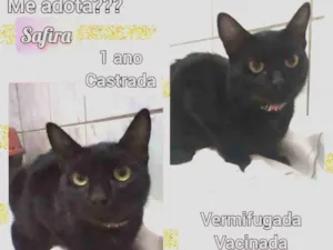 Gato raça SRD idade 1 ano nome Safira