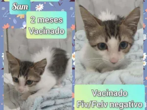 Gato raça SRD idade 2 a 6 meses nome Sam