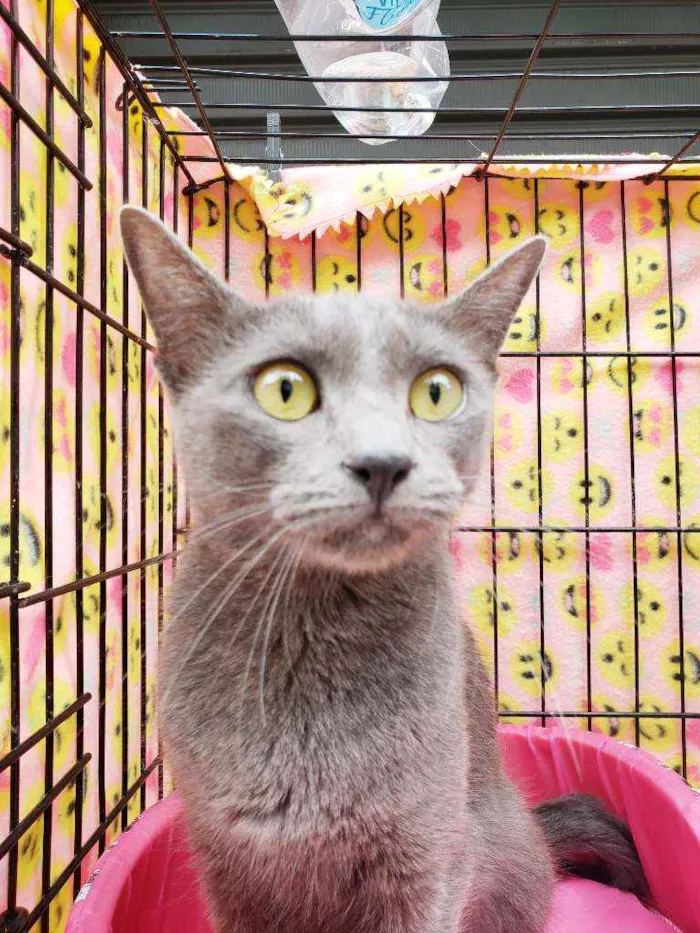 Gato raça Srd idade 1 ano nome Charlotte