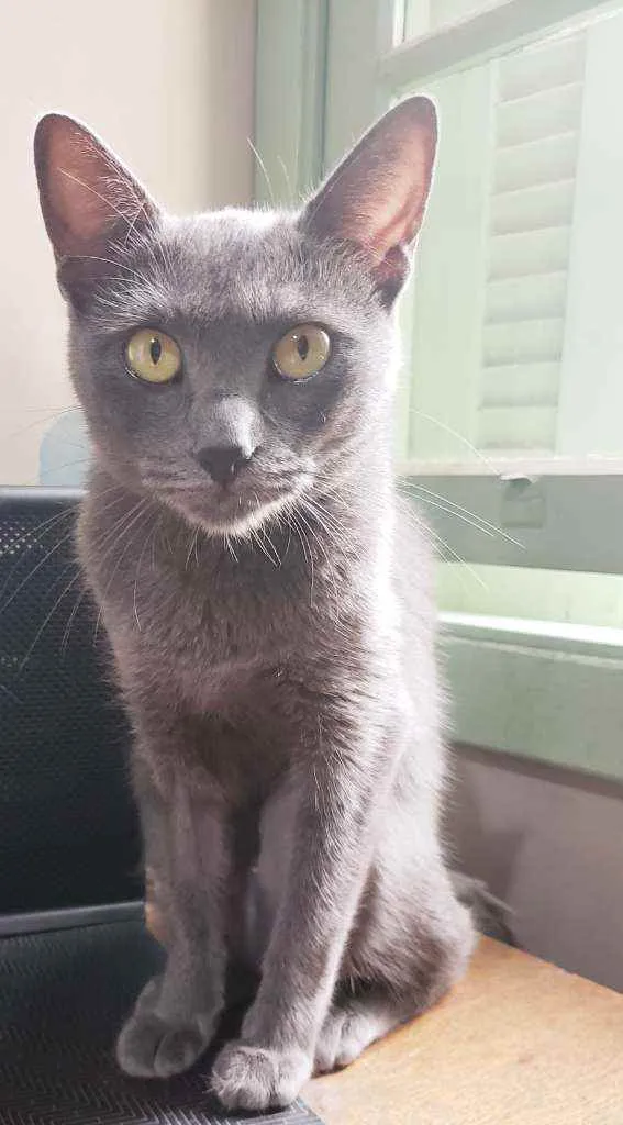 Gato raça Srd idade 1 ano nome Charlotte