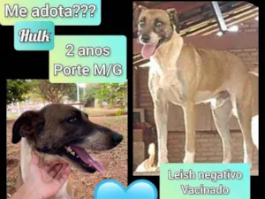 Cachorro raça SRD idade 2 anos nome Hulk