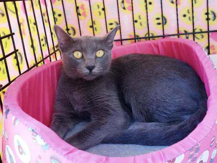 Gato raça Srd idade 1 ano nome Charlotte