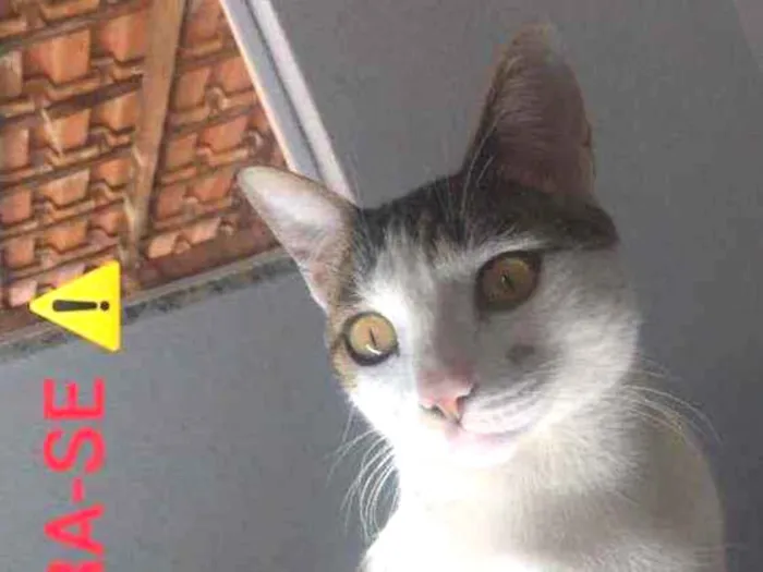 Gato ra a Vira lata  idade 2 anos nome Romeu