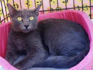 Gato raça Srd idade 1 ano nome Charlotte