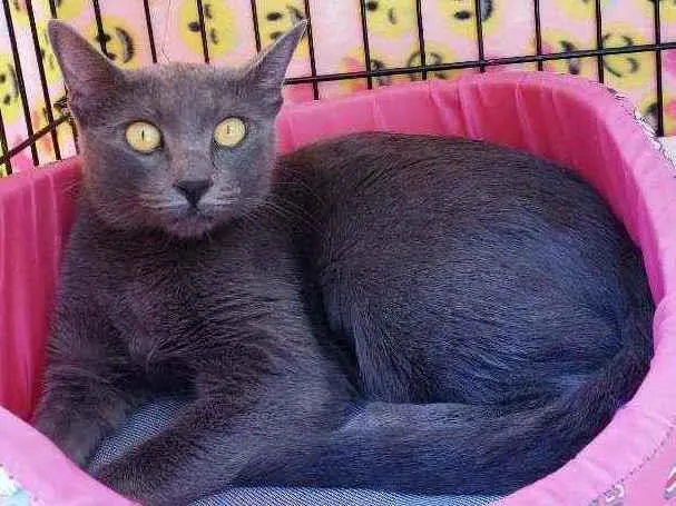 Gato raça Srd idade 1 ano nome Charlotte