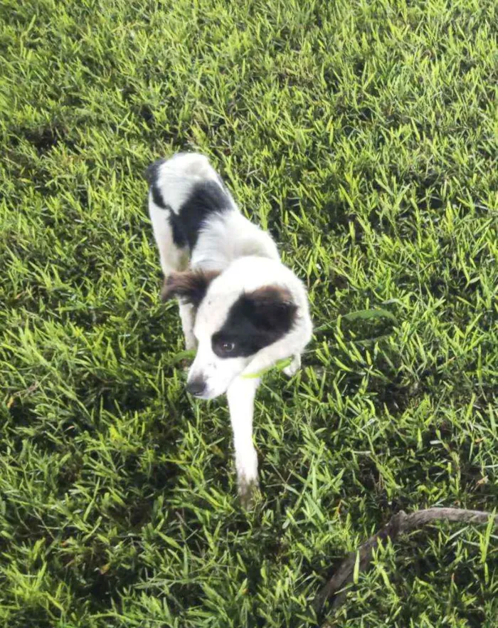 Cachorro ra a Border Collie idade 2 a 6 meses nome Apollo