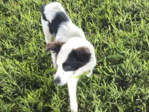 Cachorro raça Border Collie idade 2 a 6 meses nome Apollo