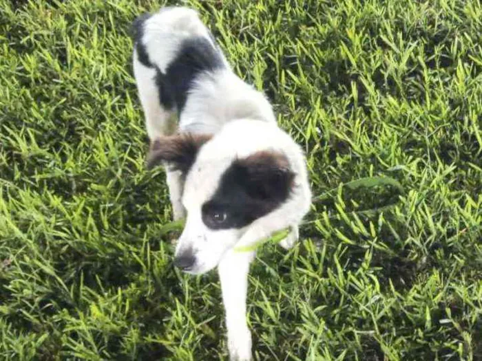 Cachorro ra a Border Collie idade 2 a 6 meses nome Apollo