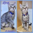 Gato raça SRD  idade 2 a 6 meses nome Lord 