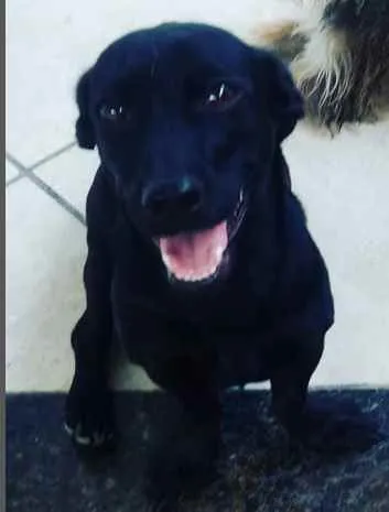 Cachorro ra a VIRA LATA idade 3 anos nome BILLY