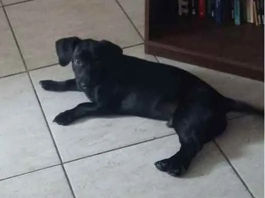 Cachorro ra a VIRA LATA idade 3 anos nome BILLY