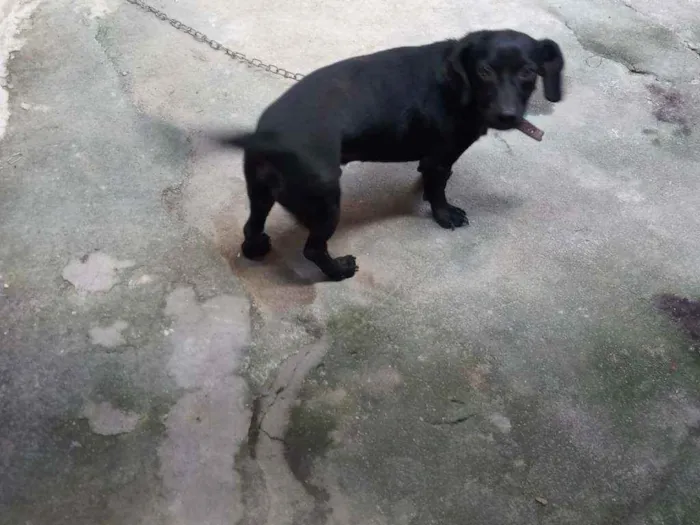 Cachorro ra a VIRA LATA idade 3 anos nome BILLY