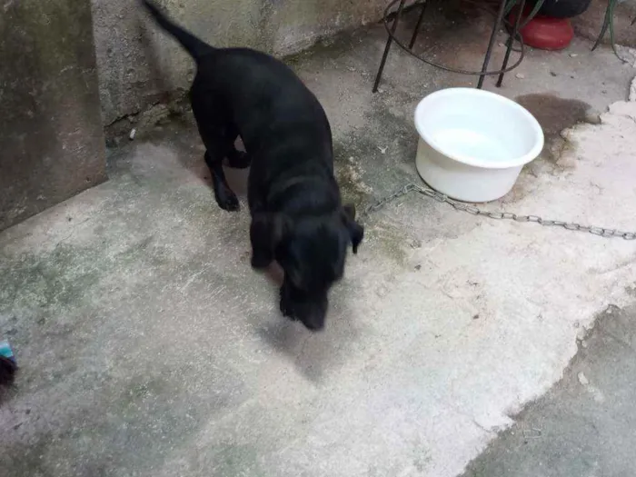 Cachorro ra a VIRA LATA idade 3 anos nome BILLY