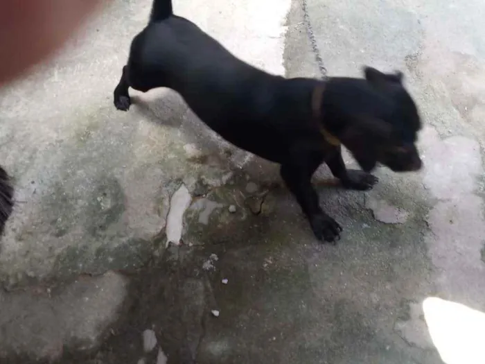 Cachorro ra a VIRA LATA idade 3 anos nome BILLY