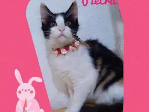 Gato raça SRD  idade 2 a 6 meses nome Pietra 