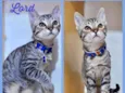 Gato raça SRD  idade 2 a 6 meses nome Lord 