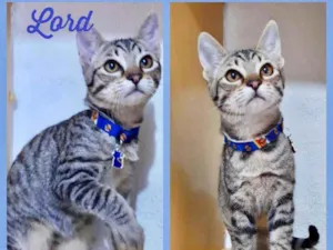 Gato raça SRD  idade 2 a 6 meses nome Lord 