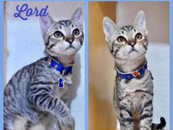 Gato raça SRD  idade 2 a 6 meses nome Lord 