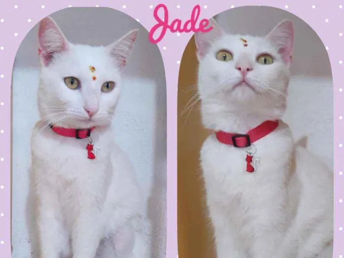 Gato ra a SRD  idade 2 anos nome Jade 