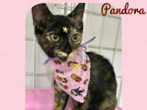 Gato raça SRD  idade 2 a 6 meses nome Pandora 