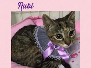 Gato raça SRD  idade 2 a 6 meses nome Rubi 