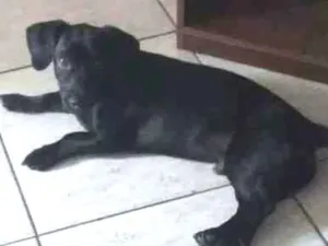 Cachorro raça VIRA LATA idade 3 anos nome BILLY