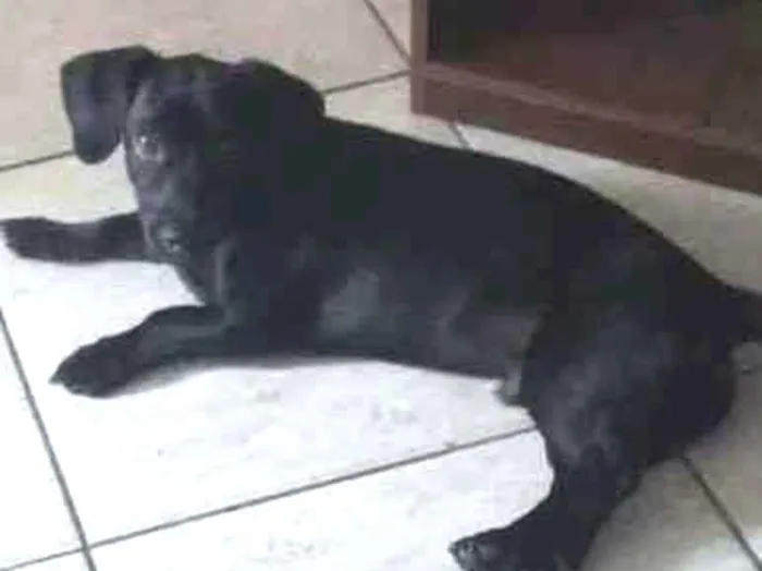 Cachorro ra a VIRA LATA idade 3 anos nome BILLY