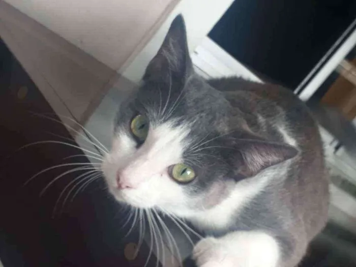 Gato ra a Indefinida idade 1 ano nome Nina