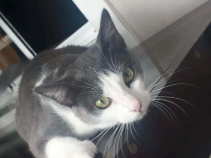 Gato ra a Indefinida idade 1 ano nome Nina