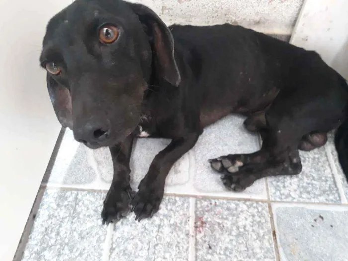 Cachorro ra a Salsicha (puro) idade 1 ano nome Jubileu