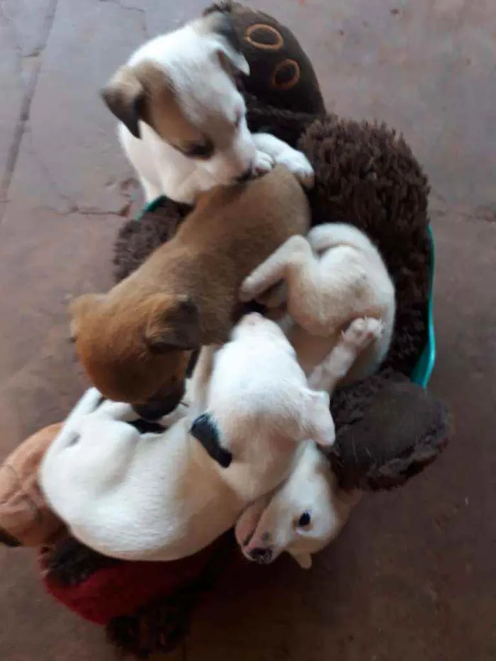 Cachorro ra a Não definida idade Abaixo de 2 meses nome Sem nome