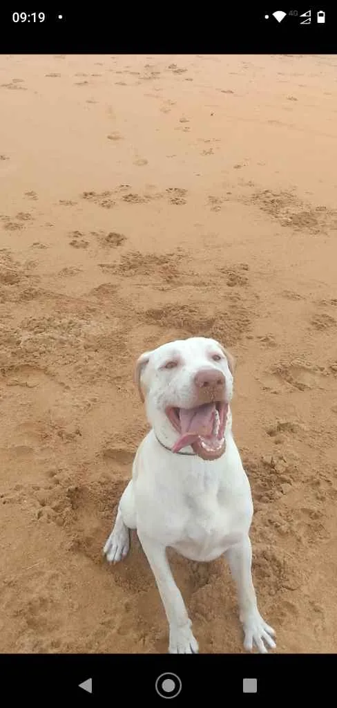 Cachorro ra a Labrador idade 1 ano nome Luck