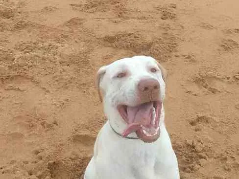 Cachorro ra a Labrador idade 1 ano nome Luck