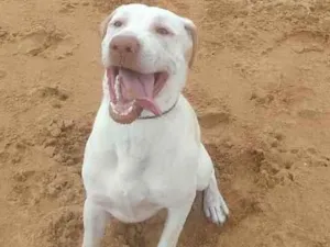 Cachorro raça Labrador idade 1 ano nome Luck