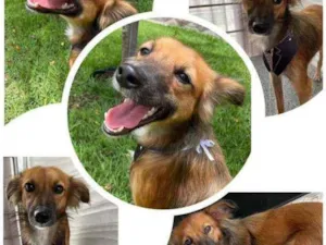 Cachorro raça SRD idade 1 ano nome Coiote