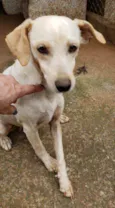 branquinha